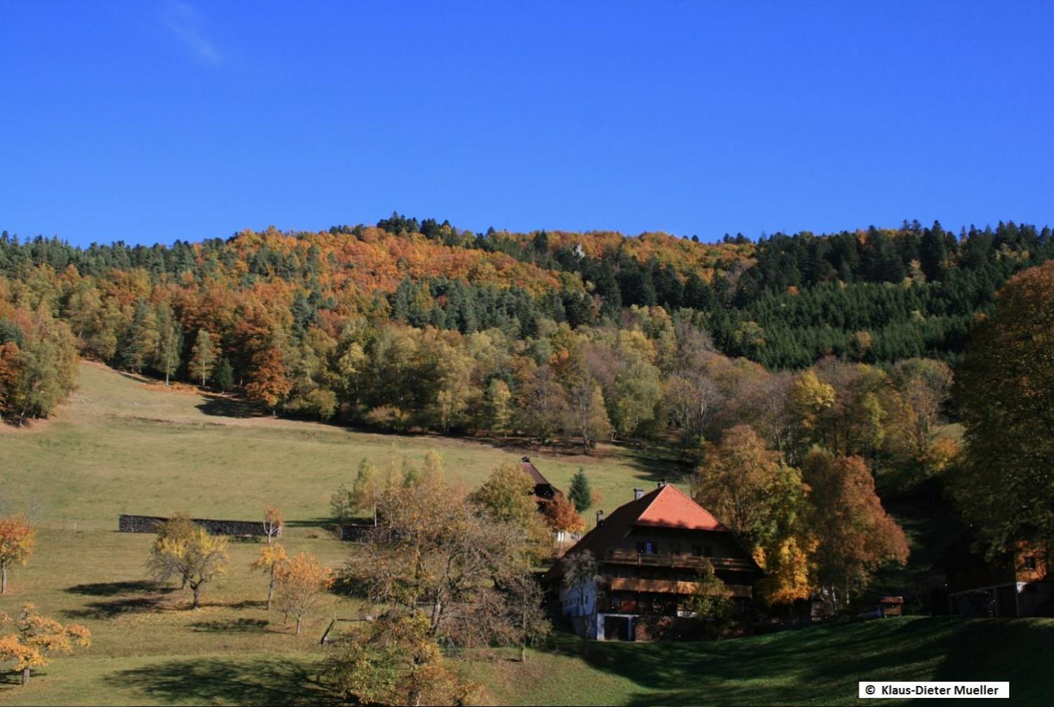 Haus Am Waldrand Villa Triberg im Schwarzwald Eksteriør bilde